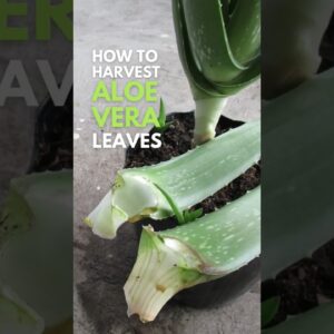 The proper and clean way to harvest Aloe vera leaves #aloevera