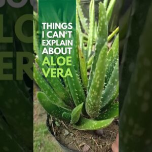 There are things I can't explain about aloe vera #aloevera