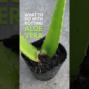 What to do with #aloevera with rotting leaves?