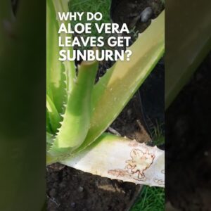 Why do Aloe vera leaves get sunburn?