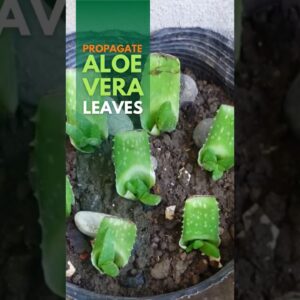You can propagate Aloe vera leaves #aloevera