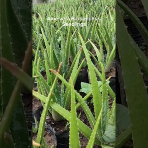 Aloe vera Barbadensis Seedlings