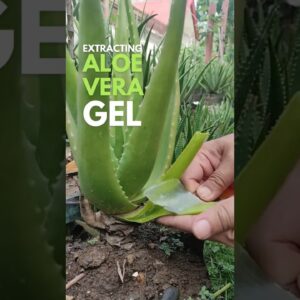 Extracting Aloe vera Gel