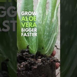 Grow your Aloe vera bigger faster.