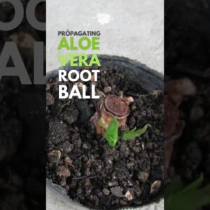 Propagating the root ball of Aloe vera #aloevera
