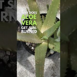 Why Does Aloe vera Get Sunburned?