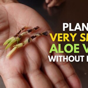 How To Plant Tiny or Very Small Aloe vera Without Roots