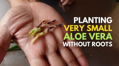 How To Plant Tiny or Very Small Aloe vera Without Roots