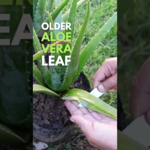 The Older the leaf, the lesser the gel. #aloeveraplant #aloevera