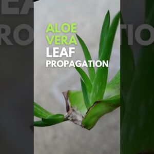Aloe vera leaf propagation