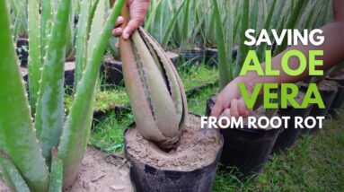 How To Manage Aloe vera Root Rot