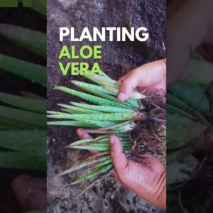 Planting Aloe vera pups #aloevera #aloeveraplant