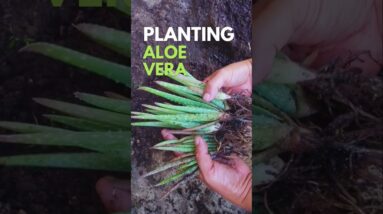 Planting Aloe vera pups #aloevera #aloeveraplant