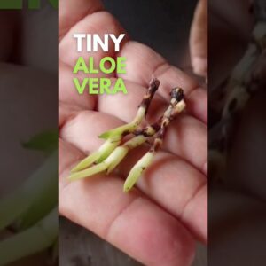 Planting Tiny Aloe vera