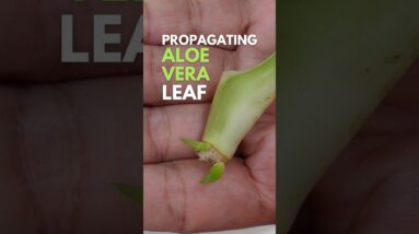 Propagating Aloe vera Leaves #aloevera #aloveraplant