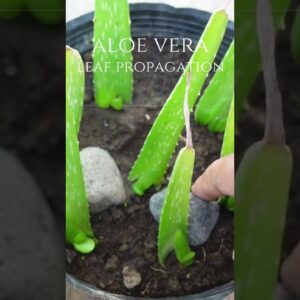 Aloe vera leaf propagation