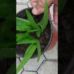 Aloe vera Leaf Propagation