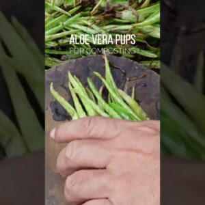 Chopping Aloe vera for composting