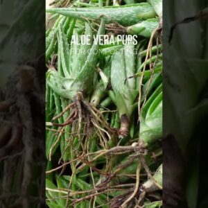 Composting Aloe vera