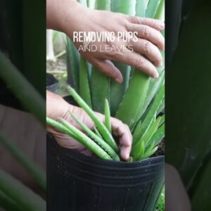 Removing pups and leaves of Aloe vera